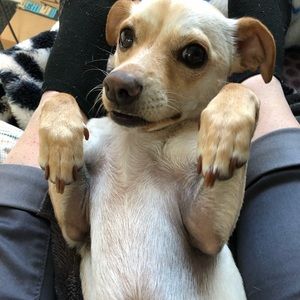 Meet your Posher, Heidi